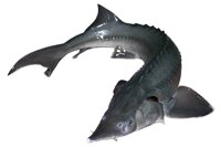 Товарная рыба